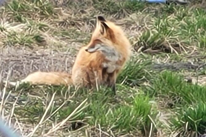 VIP Tour From Anchorage to Alaska Wildlife Conservation Center - Wildlife Conservation Center