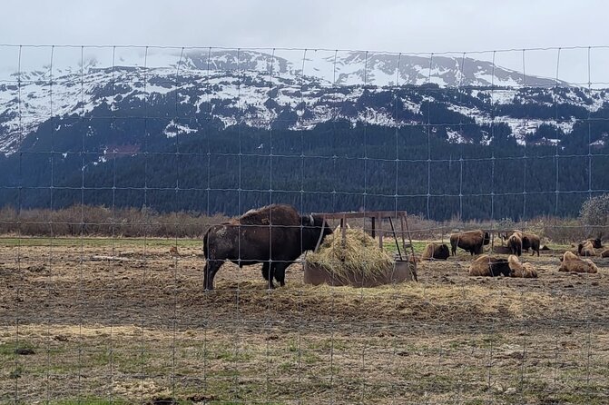 VIP Tour From Anchorage to Alaska Wildlife Conservation Center - Accessibility and Accommodation