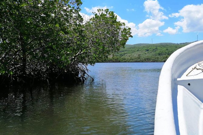 VIP Tour to Paradise Island & the Mangroves - Tour Operator and Pricing