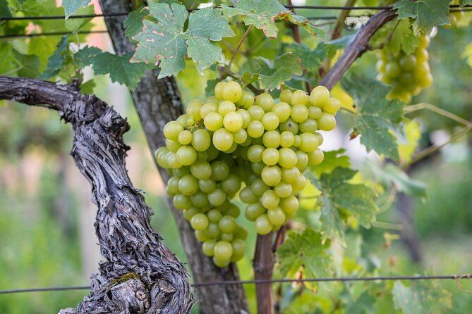 Vipava Valley Wine Express Tour From Ljubljana - Meeting and Pickup