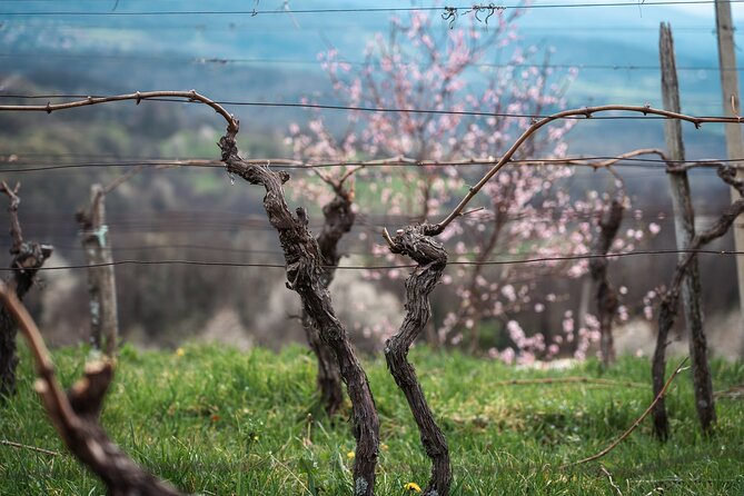 Vipava Valley Wine Express Tour From Ljubljana - Wineries and Tastings