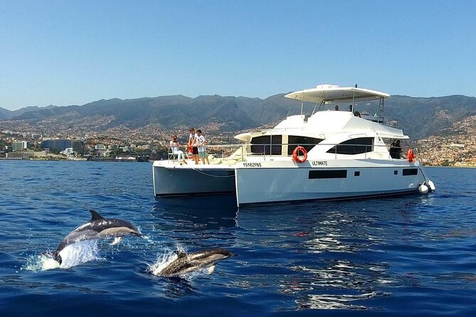 VipDolphins Luxury Whale Watching - Just The Basics