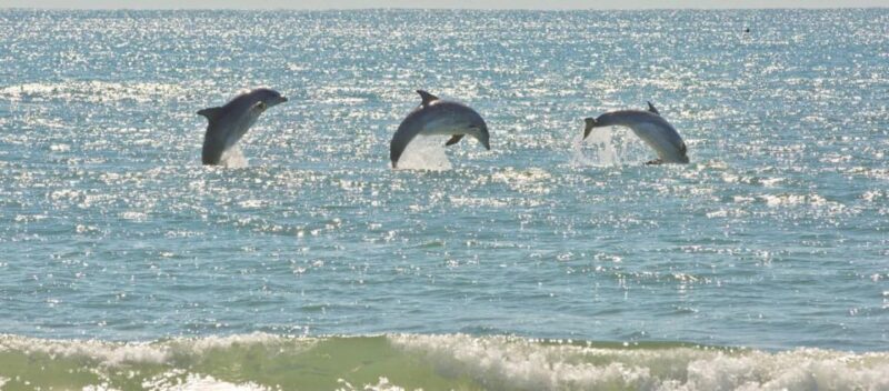 Virginia Beach: Dolphin Stand-Up Paddleboard Tour - Key Points