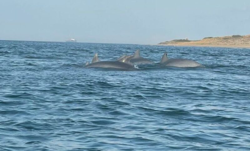 Virginia Beach: Dolphin Stand-Up Paddleboard Tour - Inclusions