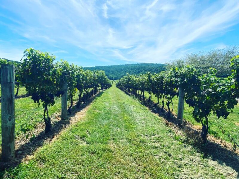 Virginia Wineries Tours: Experience Virginia Wineries - Key Points