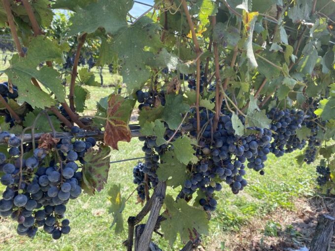 Virginia Wineries Tours: Experience Virginia Wineries - Transportation and Logistics