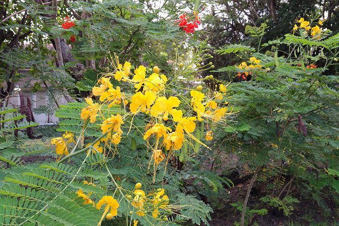 Virtual Experience of Barbados Historic Garrison - A Military Story - Questions About Your Stay