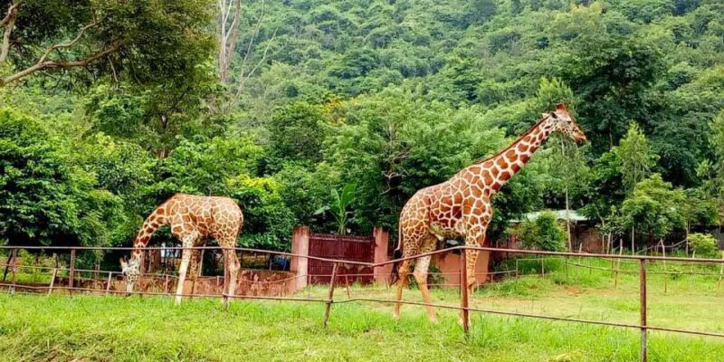 Visakhapatnam:Private Car Hire With Driver for 8 Hours/80 Km - Booking Information