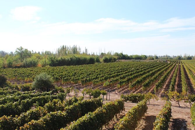 Visit 3 Wineries With Lunch With Unlimited Wine/Private Transfer - Recap
