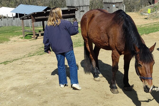Visit a Farm and Horseback Riding in Nature - Meeting Point and Transportation