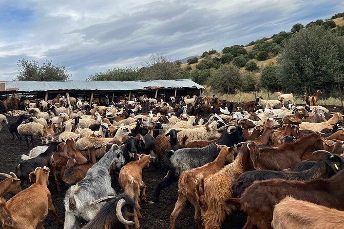 Visit a Goat Farm in a Village - Recap