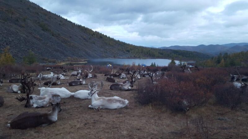 Visit a Reindeer Family ,Discover North Area Mongolia - Included Services