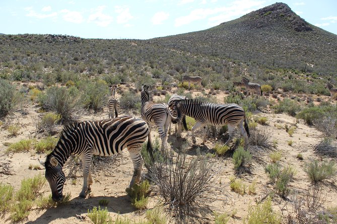 Visit African Big 5 Safari Aquila Game Reserve From Cape Town - Full Day - Overview of Aquila Game Reserve