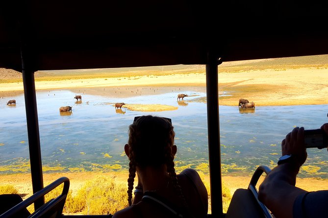 Visit African Big 5 Safari Aquila Game Reserve From Cape Town - Full Day - Booking Information