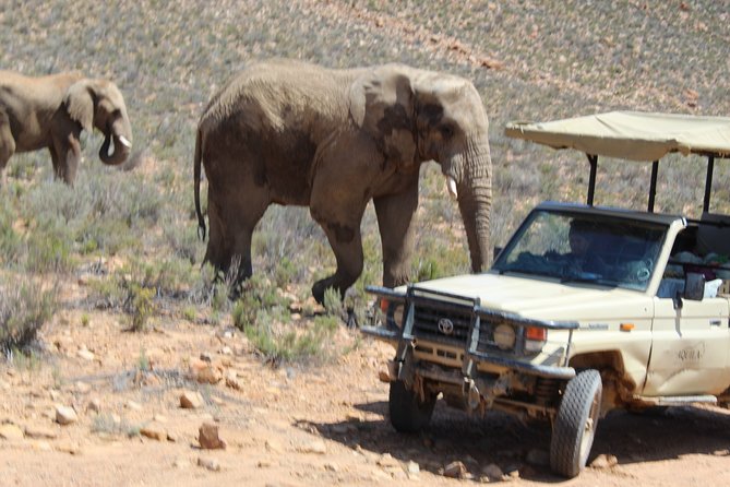 Visit African Big 5 Safari Aquila Game Reserve From Cape Town - Full Day - Tips for Your Safari