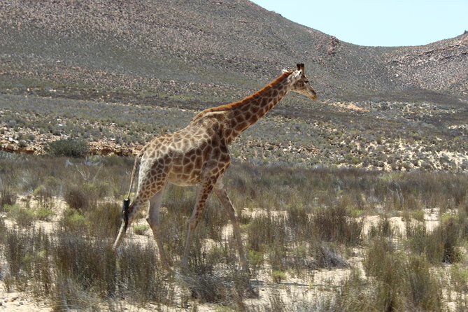 Visit African Big 5 Safari Aquila Game Reserve From Cape Town - Full Day - Booking Your Stay