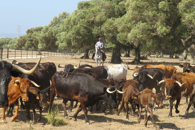Visit Alvaro Domecq Horses and Brave Bulls in Freedom - Exploring the Alvaro Domecq Estate