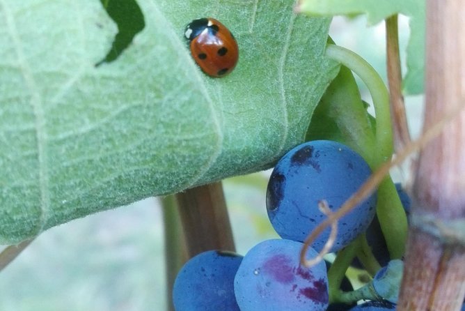 Visit Among Vineyards and Wine Cellar With Wine Tasting in Nizza Monferrato - Guided Vineyard Walk