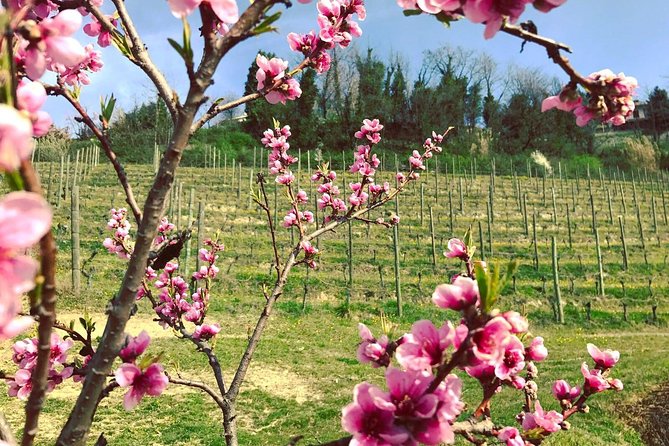 Visit Among Vineyards and Wine Cellar With Wine Tasting in Nizza Monferrato - Cancellation Policy