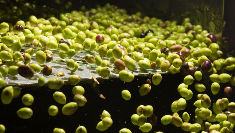 Visit an Olive Oil Mill + Extra Virgin Olive Oil Tasting: Baeza - Tour Details