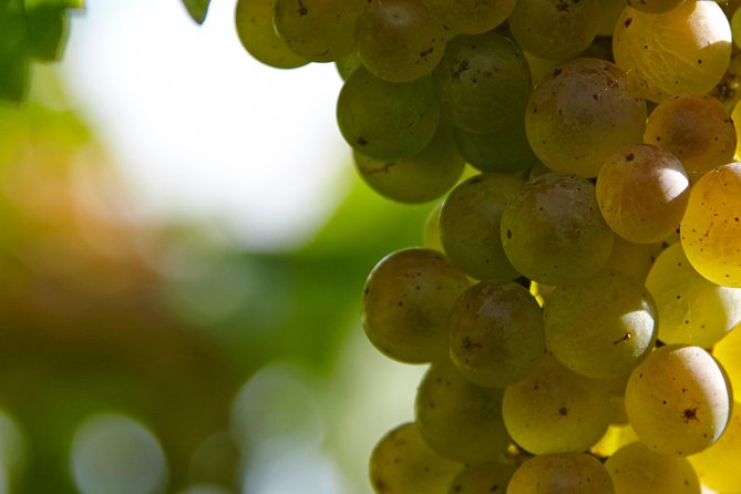 Visit and Private Tasting at the Txakolí Gaintza Winery - Booking and Confirmation
