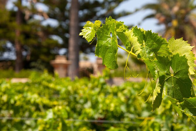 Visit and Private Tasting of EVO Oil and Organic Wine - Booking Information