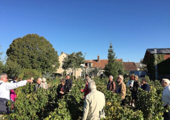 Visit and Taste Chablis With Clotilde Davenne in French - Language and Cultural Experience