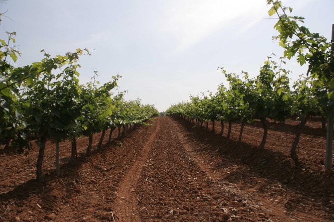 Visit and Wine Tasting With Sausage and BODEGA PIRINEOS Cheese - Accessibility for All Visitors
