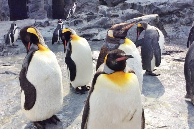 Visit Asahiyama Zoo, Fascinating Aoi-Ike and Shirohige Falls! - Penguin Parades and Polar Bears