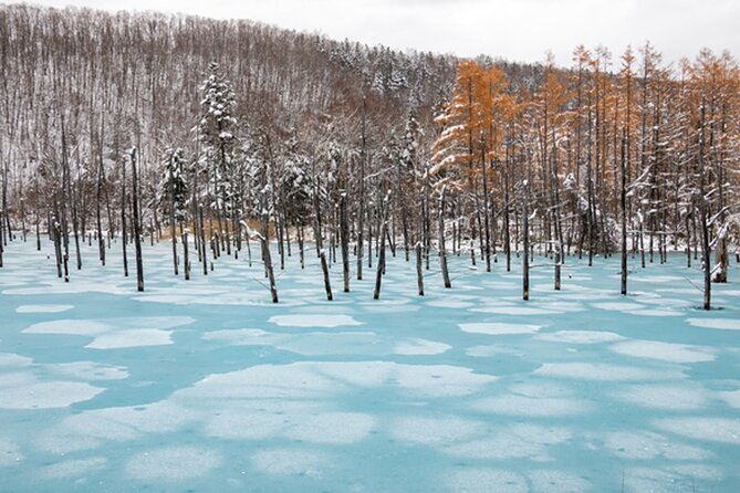 Visit Asahiyama Zoo, Fascinating Aoi-Ike and Shirohige Falls! - Tour Logistics and Inclusions