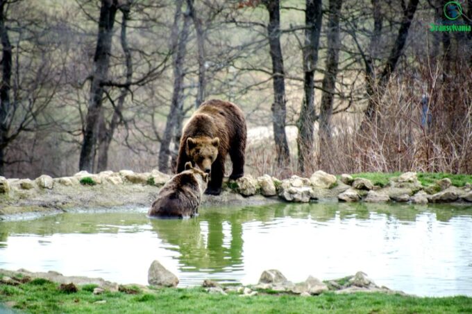 Visit Bear Sanctuary and Bran Castle From Brasov - Booking and Availability