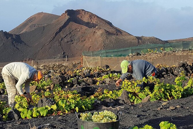 Visit Bodegas Teneguía Winery in La Palma With Wine Tasting - Tour Highlights