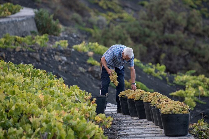 Visit Bodegas Teneguía Winery in La Palma With Wine Tasting - Accessibility Options