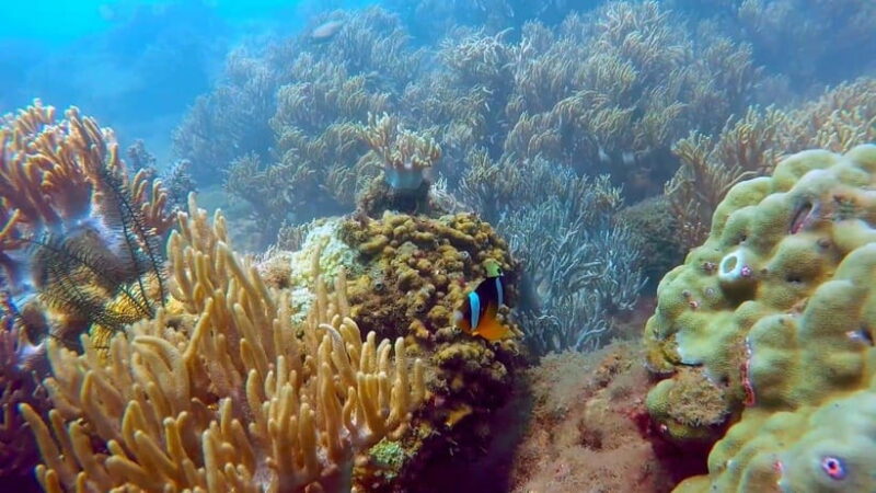 Visit Cham Islands & Snorkelling & Scuba Diving - Activities and Highlights