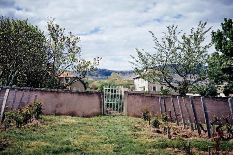 Visit: Château Du Moulin-À-Vent, Where Time Is an Ally - Understanding Organic Farming Practices