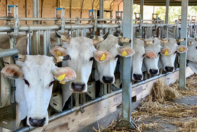 Visit Chianina Organic Farm With Bistecca Beef Lunch - Key Points