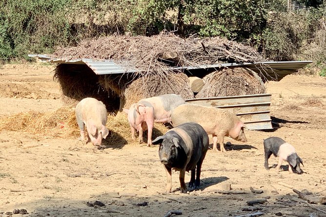 Visit Chianina Organic Farm With Bistecca Beef Lunch - Dining on Bistecca Beef