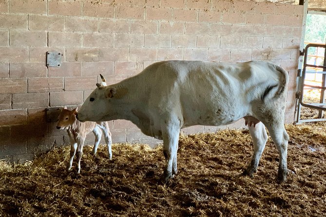 Visit Chianina Organic Farm With Bistecca Beef Lunch - Accommodating Travelers