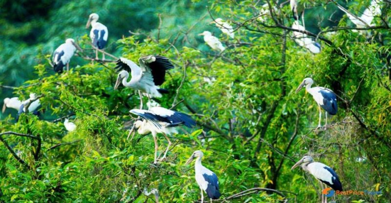 Visit Famous Spots And Admire Birds In Ninh Binh For 2 Days - Boat Ride in Tam Coc