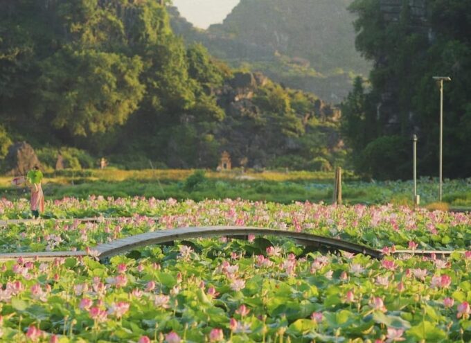 Visit Famous Spots And Admire Birds In Ninh Binh For 2 Days - Discover Thung Nham Bird Park