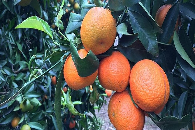 Visit From Saranda Between the Caves and Citrus Groves - Taking in Citrus Groves