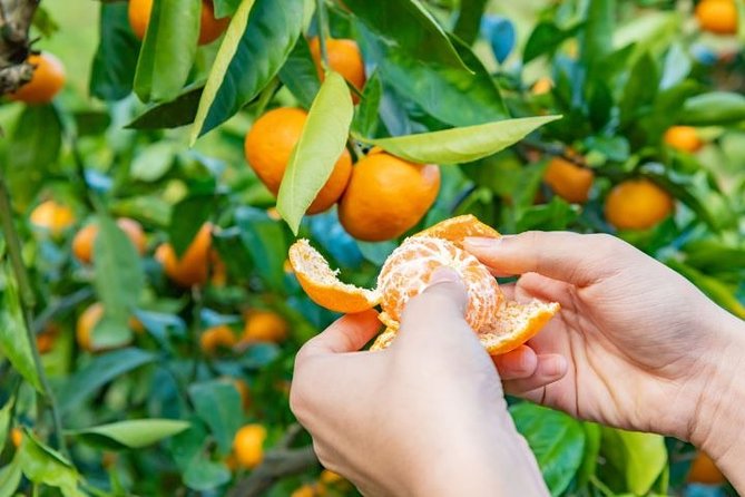 Visit From Saranda Between the Caves and Citrus Groves - Inclusions and Exclusions