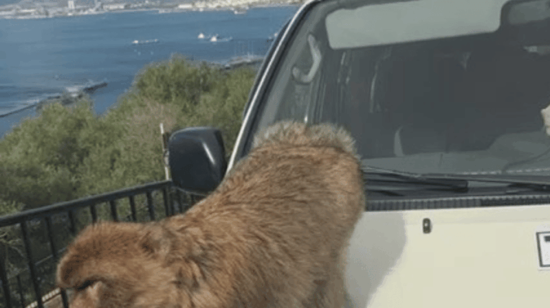 Visit Gibraltar From the Costa Del Sol - Tour Highlights