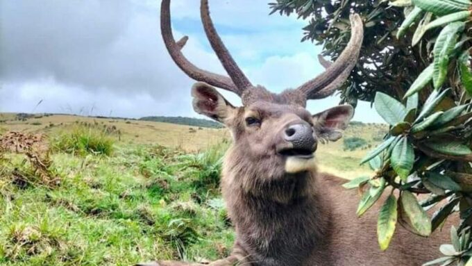 Visit Horton Plains and Nuwara Eliya From Ella - Important Information and Recommendations