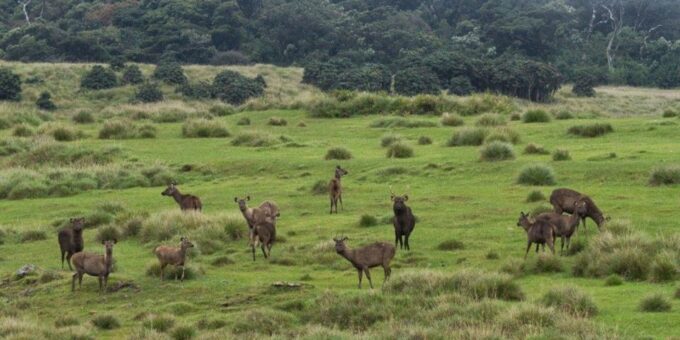 Visit Horton Plains and Nuwara Eliya From Ella - Customer Feedback