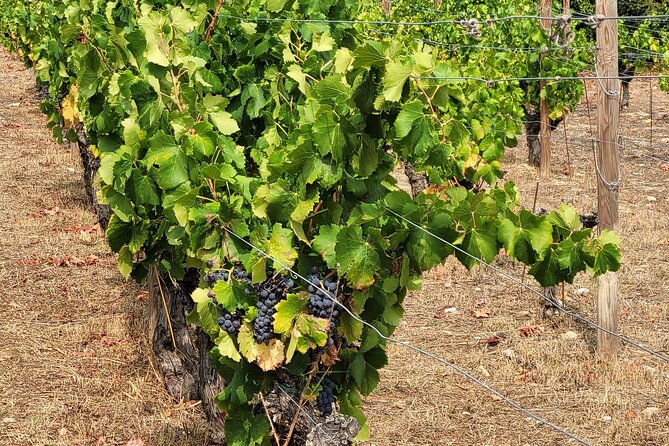 Visit Mademoiselle Château and Wine Tasting on Hillsides of Nice - Accessibility and Health Considerations
