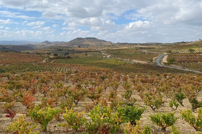 Visit Marques De Riscal & Picnic in Vineyard From Bilbao - Tour Specifications