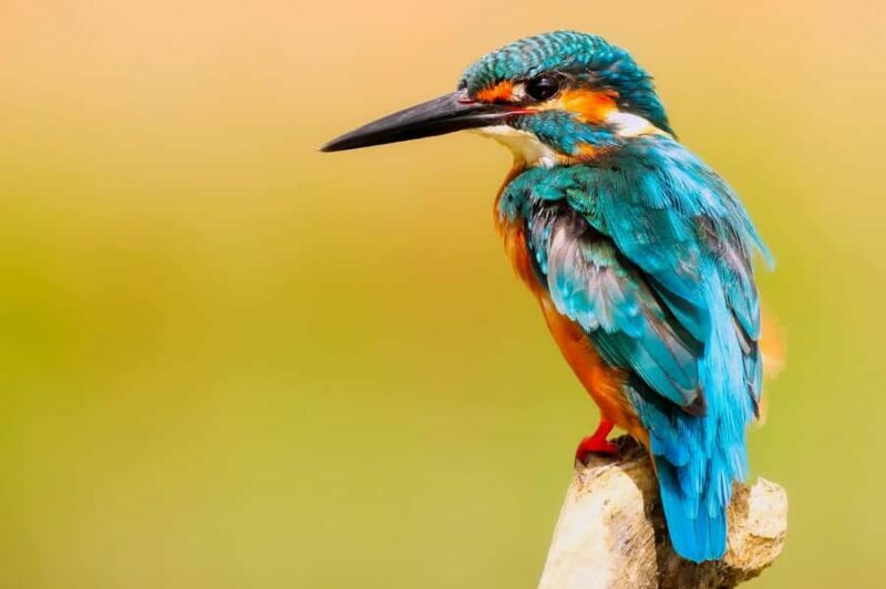 Visit Muthurajawela Wetlands Scenic Boat Ride & Birdwatching - Key Points