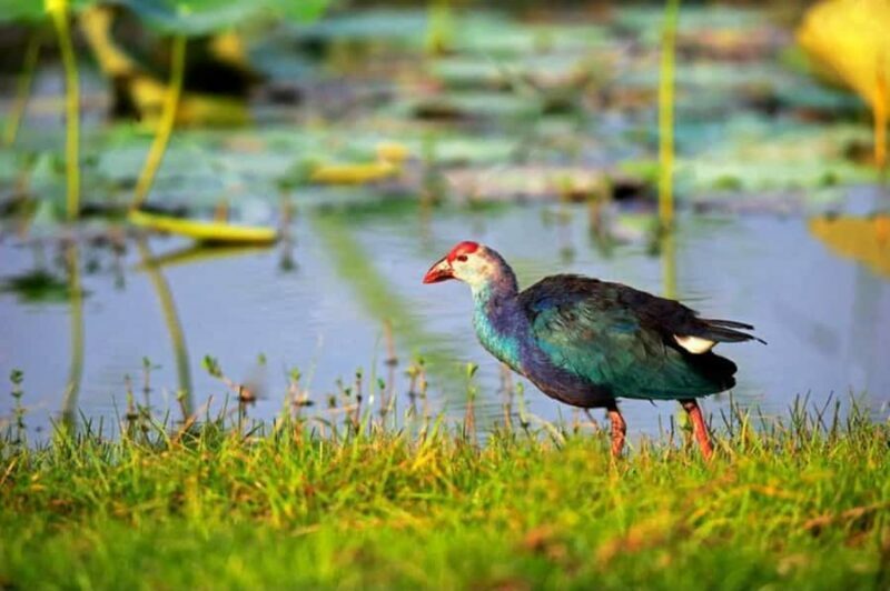 Visit Muthurajawela Wetlands Scenic Boat Ride & Birdwatching - An Introduction to Muthurajawela Wetlands: Quiet Nature Escape Near Colombo and Negombo
