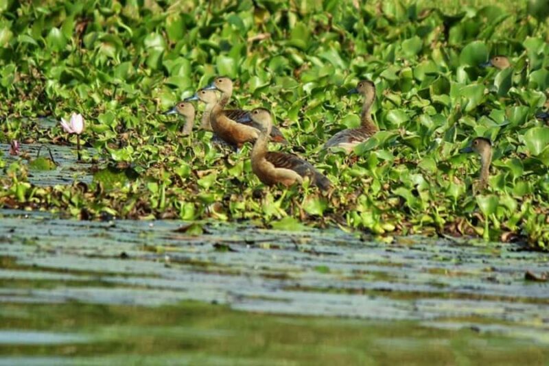 Visit Muthurajawela Wetlands Scenic Boat Ride & Birdwatching - Who Should Consider This Experience?